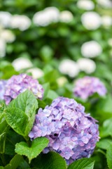 ご近所の紫陽花