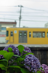 あぢさゐと菜の花色の電車 -②