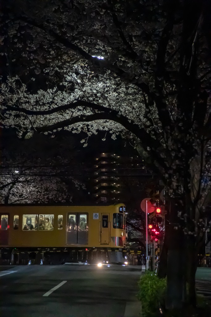 さよなら桜のトンネル ②