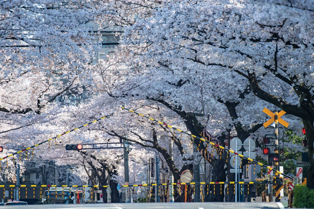 桜トンネルの踏切