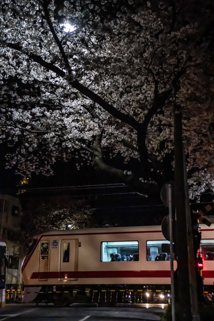 さよなら桜のトンネル ①