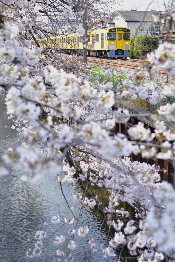 【おかわり】桜並木と菜の花色の電車