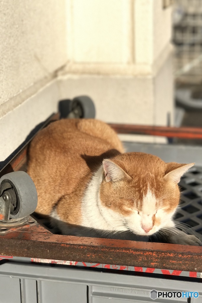 今朝のヌコ
