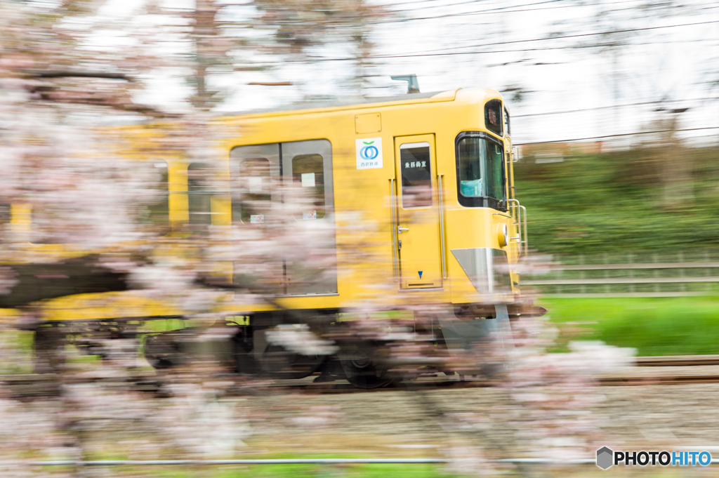 まだ桜は五分咲き