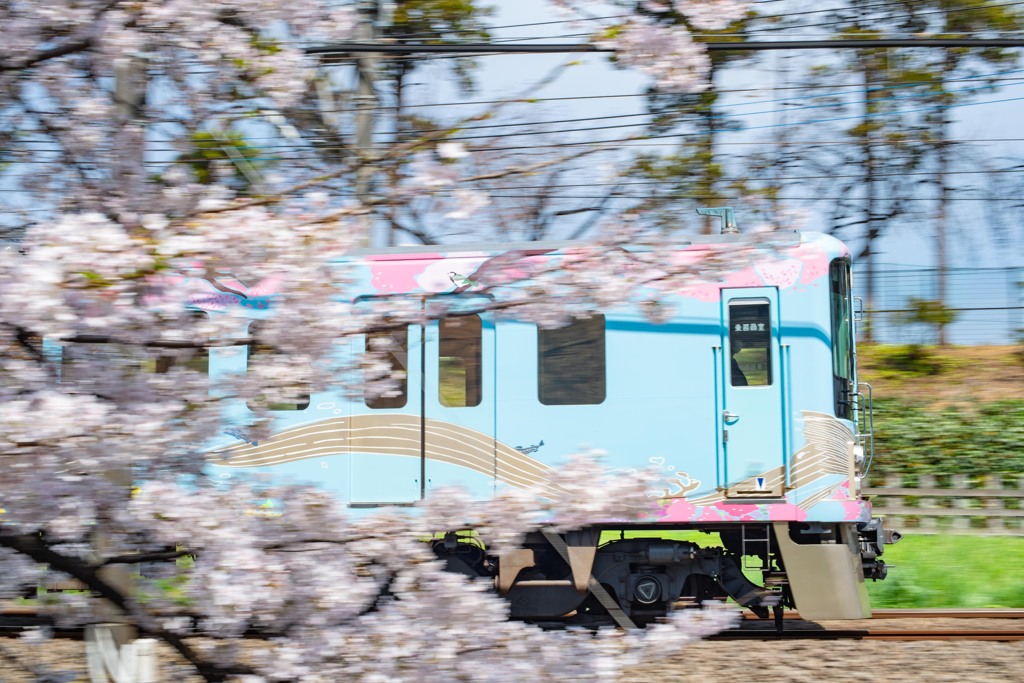 桜と桜