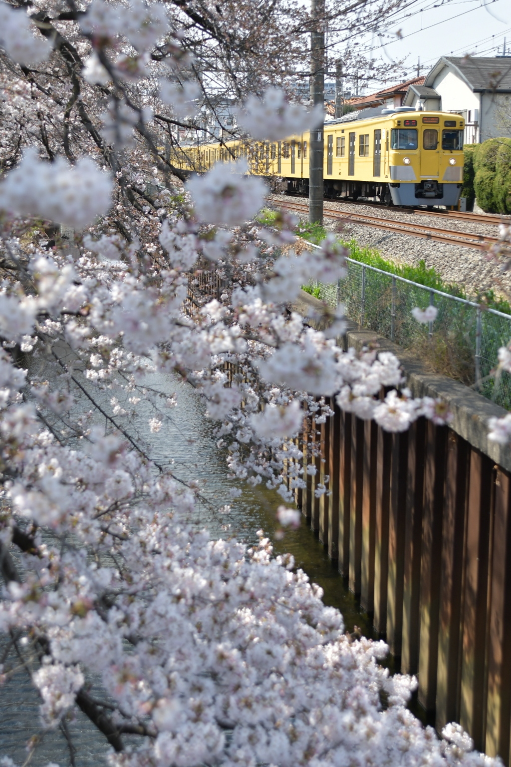 桜並木と菜の花色の電車