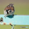 あたらしいレンズのテスト