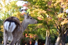 奈良公園の鹿