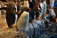 ペンギンさん