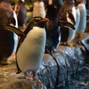 ペンギンさん