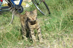 相島の猫①