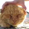 相島の猫②