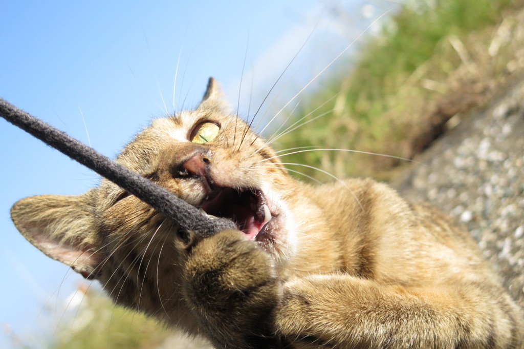 相島の猫④