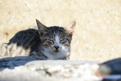 相島の猫③
