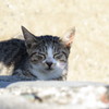 相島の猫③