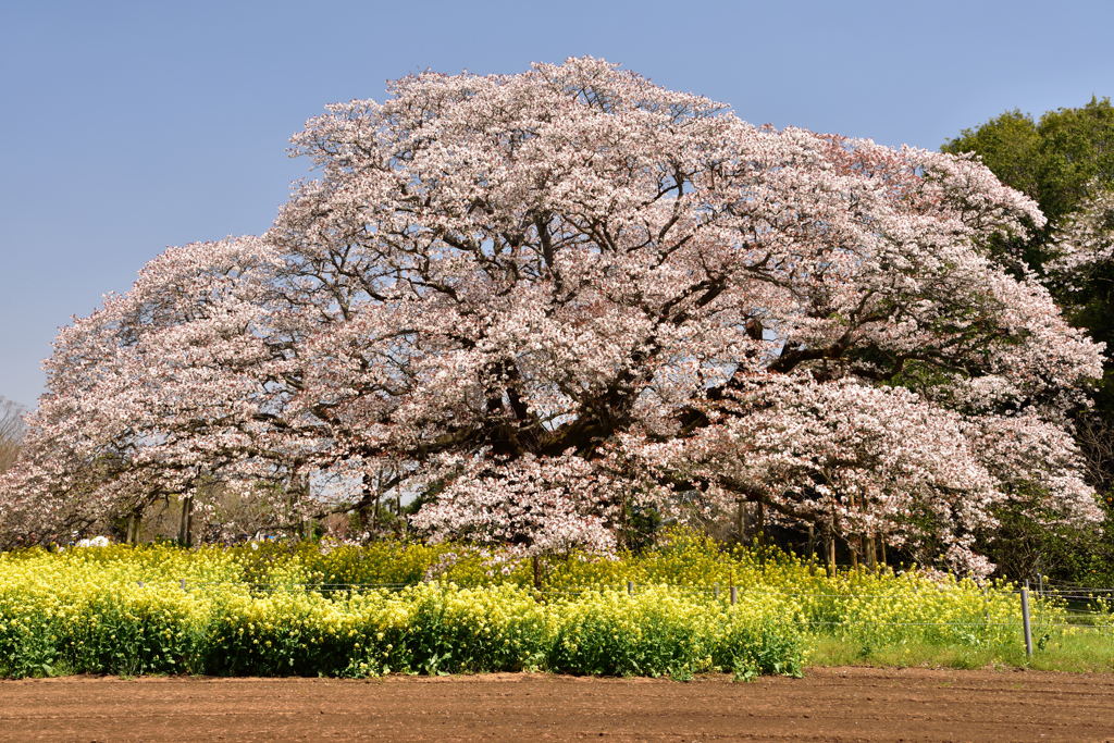 大桜