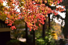 陽の紅葉