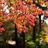 陽の紅葉