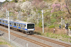 梅まつり電車