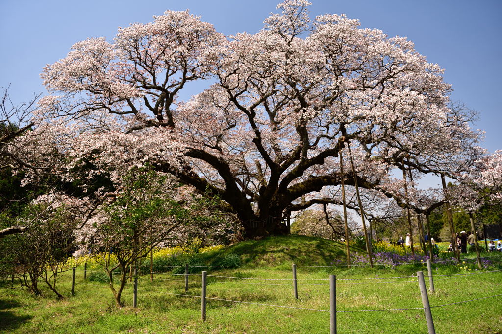 大桜その２