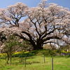 大桜その２