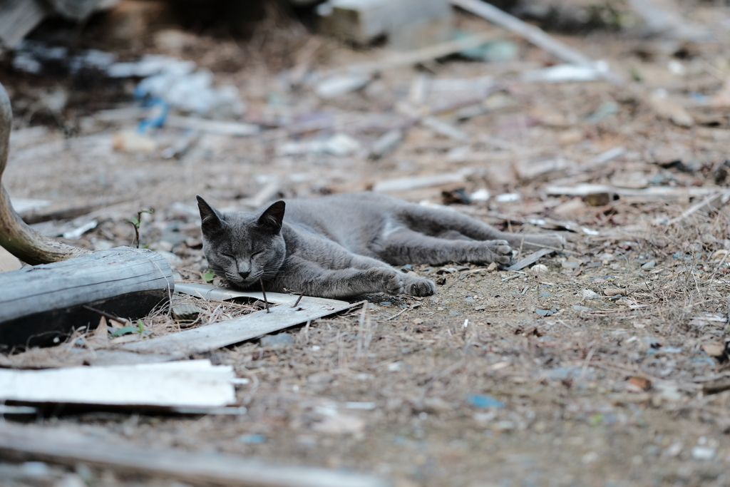 田代島の猫9