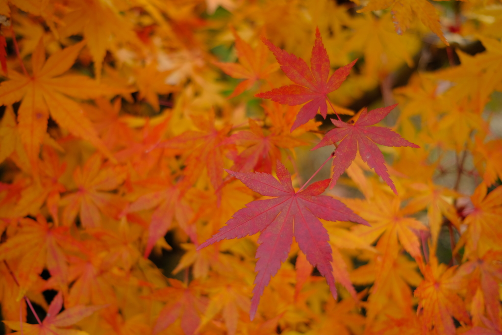 身近な紅葉2