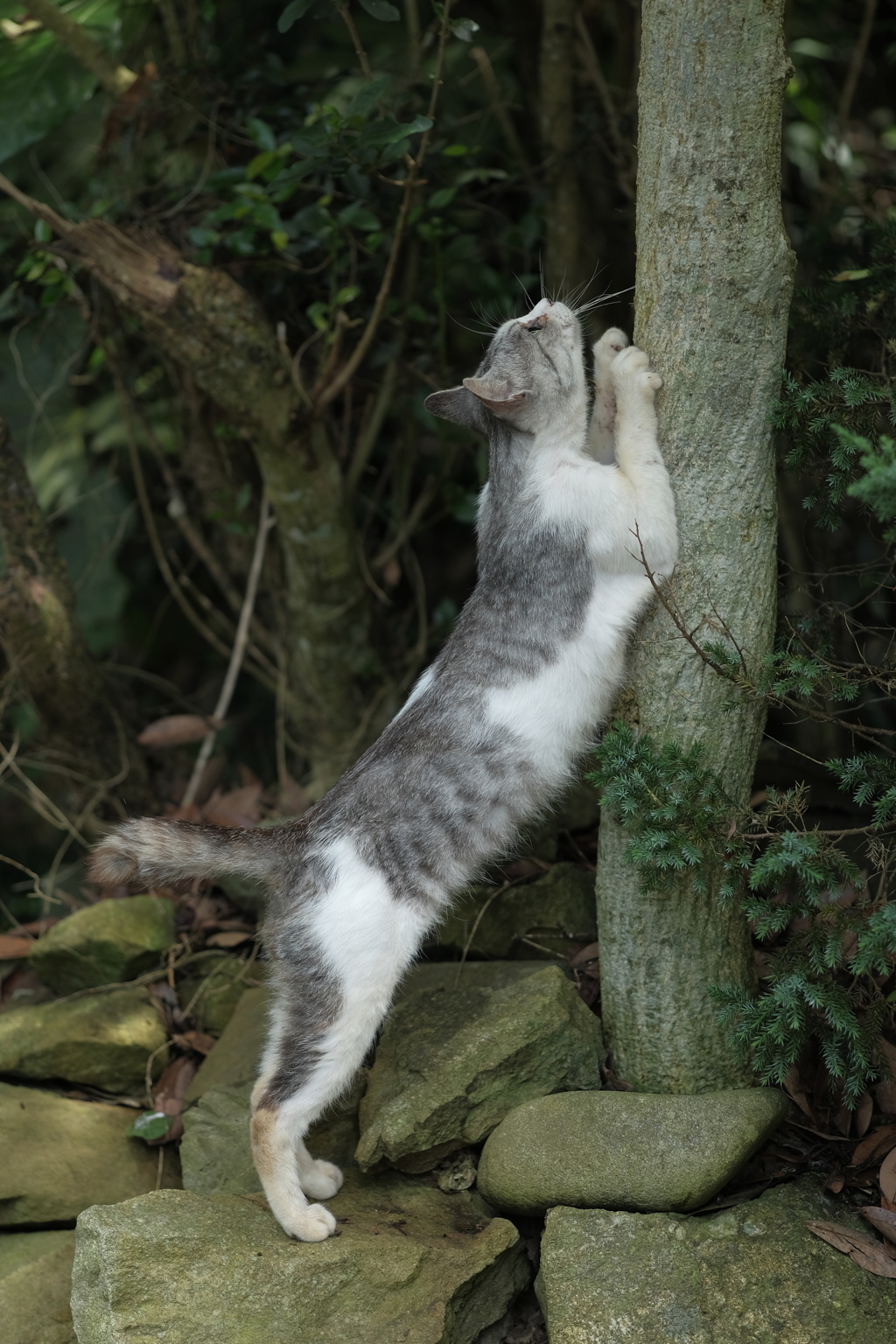 田代島の猫7