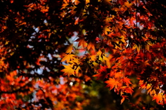紅葉4