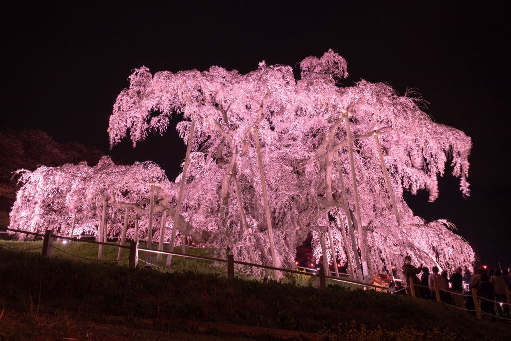 夜の滝桜3