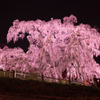 夜の滝桜3