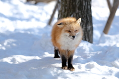 雪狐1