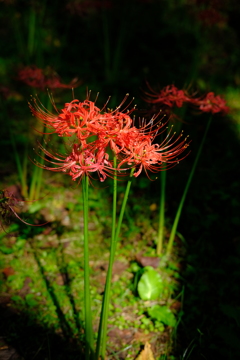 彼岸花