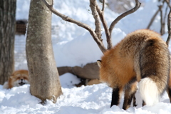 冬のキツネ村3
