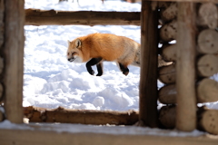 雪狐8