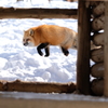 雪狐8