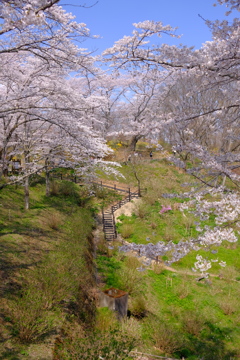 船岡城址公園の桜3
