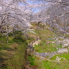 船岡城址公園の桜3