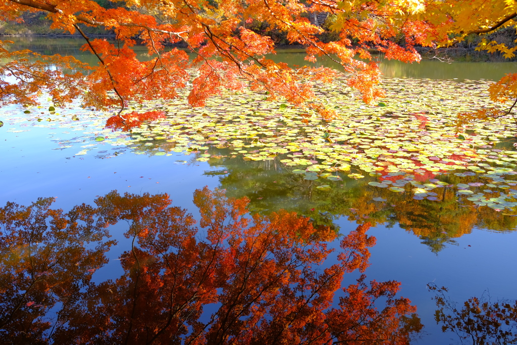 鏡紅葉