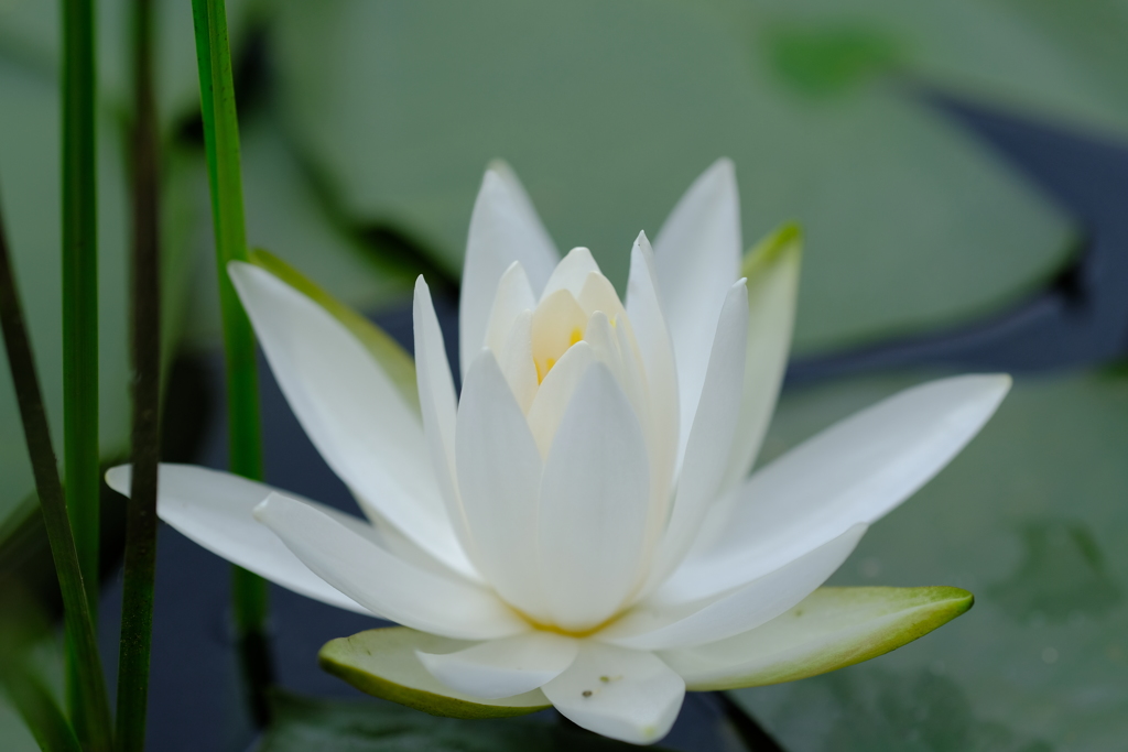 睡蓮