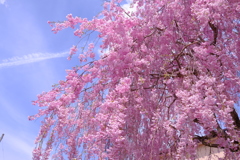 日中線のしだれ桜2