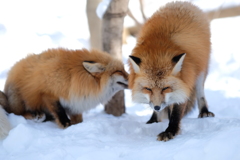 雪狐9