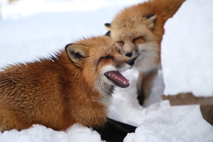 冬のキツネ村5