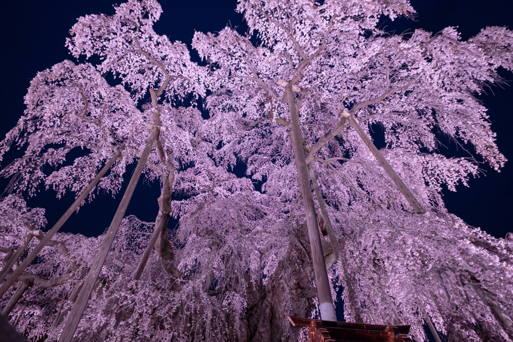 夜の滝桜2