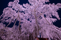 夜の滝桜2