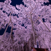 夜の滝桜2