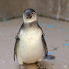 ウィンク