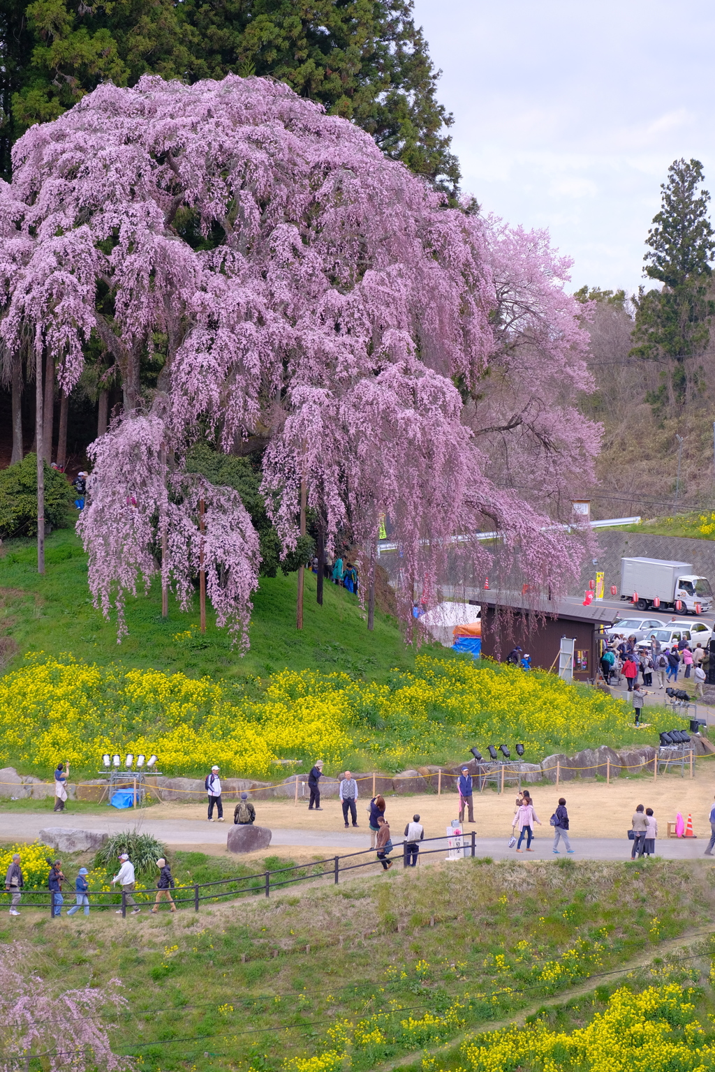 合戦場のしだれ桜2