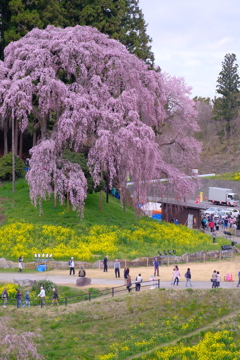 合戦場のしだれ桜2