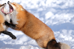 雪狐4